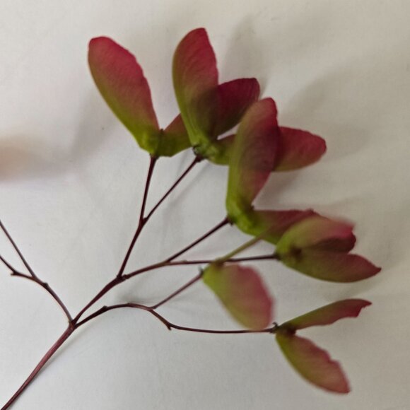 30 Red Japanese Maple Tree Seeds - Acer Palmatum - Picture 1 of 16